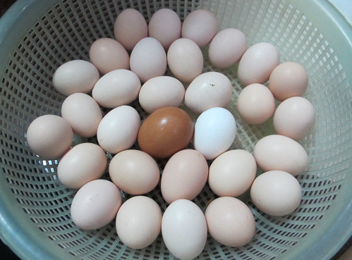 cách bảo quản trứng gà trước khi ấp